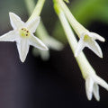 Night Blooming Jasmine