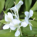 White Lily Fragrances