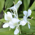 White Lily Fragrances - Shop inspired-by fragrances at Fragrenza