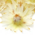 Mimusops elengi