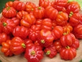 Pitanga