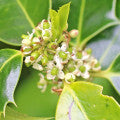 Holly Flower Fragrances - Shop inspired-by fragrances at Fragrenza