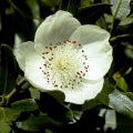 Leatherwood Fragrances - Shop inspired-by fragrances at Fragrenza
