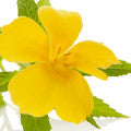 Turnera diffusa (Damiana)