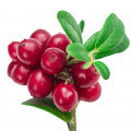 Arbutus (Madrona, Bearberry tree) Fragrances