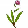 Illustration representing Green Nard Fragrances
