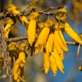 Kowhai Fragrances - Shop inspired-by fragrances at Fragrenza