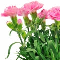 Carnation leaves