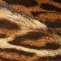 Illustration representing Animal notes Fragrances