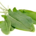 Rumex Fragrances - Shop inspired-by fragrances at Fragrenza