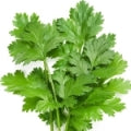 Parsley Fragrances - Shop inspired-by fragrances at Fragrenza