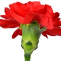 Illustration representing Carnation Fragrances