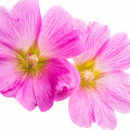 Malva Fragrances - Shop inspired-by fragrances at Fragrenza
