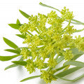 Crithmum Fragrances - Shop inspired-by fragrances at Fragrenza