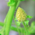 Honeydew Blossom Fragrances - Shop inspired-by fragrances at Fragrenza