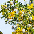 Creosote Bush Fragrances - Shop inspired-by fragrances at Fragrenza