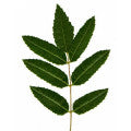 Illustration representing Guao or Maiden Plum Fragrances