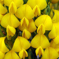 Honeybush or Cyclopia Fragrances - Shop inspired-by fragrances at Fragrenza
