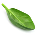 Spinach Fragrances - Shop inspired-by fragrances at Fragrenza