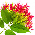 Rangoon creeper Fragrances - Shop inspired-by fragrances at Fragrenza