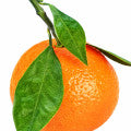 Illustration representing Mandarin Orange Fragrances