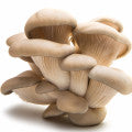 Mushroom Fragrances - Shop inspired-by fragrances at Fragrenza