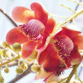 Choya Ral Fragrances - Shop inspired-by fragrances at Fragrenza