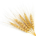 Rye