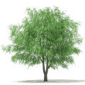 White Willow