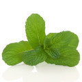 Apple Mint