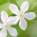 Wrightia Fragrances - Shop inspired-by fragrances at Fragrenza
