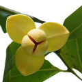 Lamduan Flower Fragrances - Shop inspired-by fragrances at Fragrenza