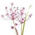 Butomus umbellatus