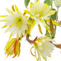 Illustration representing Orchid Cactus Fragrances