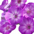 Phlox Fragrances - Shop inspired-by fragrances at Fragrenza