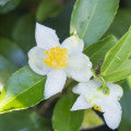 Illustration representing Green Tea Flower Fragrances