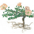 Bushman Candle Fragrances - Shop inspired-by fragrances at Fragrenza