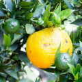Chinotto Fragrances