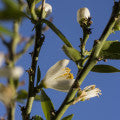 Chinotto blossom