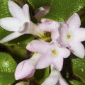 Mayflower