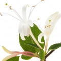 Illustration representing Honeysuckle Fragrances