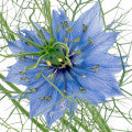 Nigella Fragrances - Shop inspired-by fragrances at Fragrenza
