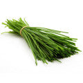 Chive Fragrances - Shop inspired-by fragrances at Fragrenza