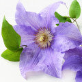 Clematis