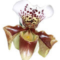Lady Slipper Orchid Fragrances