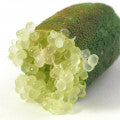 Finger Lime Fragrances - Shop inspired-by fragrances at Fragrenza