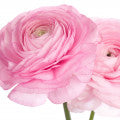 Buttercup Fragrances - Shop inspired-by fragrances at Fragrenza