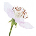 Blackberry Blossom Fragrances - Shop inspired-by fragrances at Fragrenza