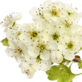 Hawthorn Fragrances - Shop inspired-by fragrances at Fragrenza