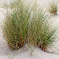 Ammophila (beach grass)